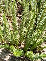 Hippuris vulgaris (fam Hippuridacees) (rg temperees) (1) (Photo F. Mrugala)